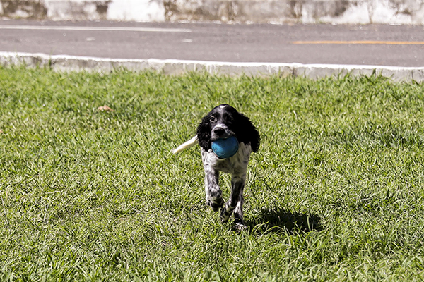 Patrulha canina do Corpo de Bombeiros do Rio recebe reforço para salvar vidas
