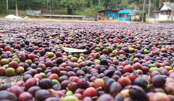 Produção de café no estado do Rio registra aumento de 127% no faturamento
