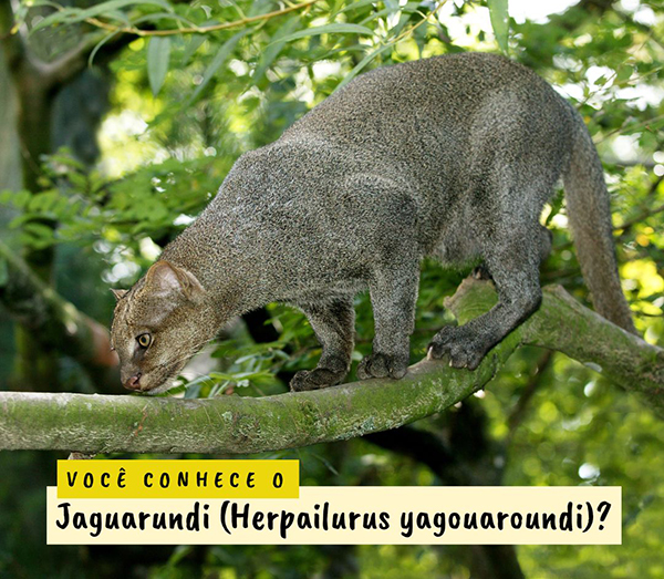 Maricá faz registro raro de um gato-mourisco