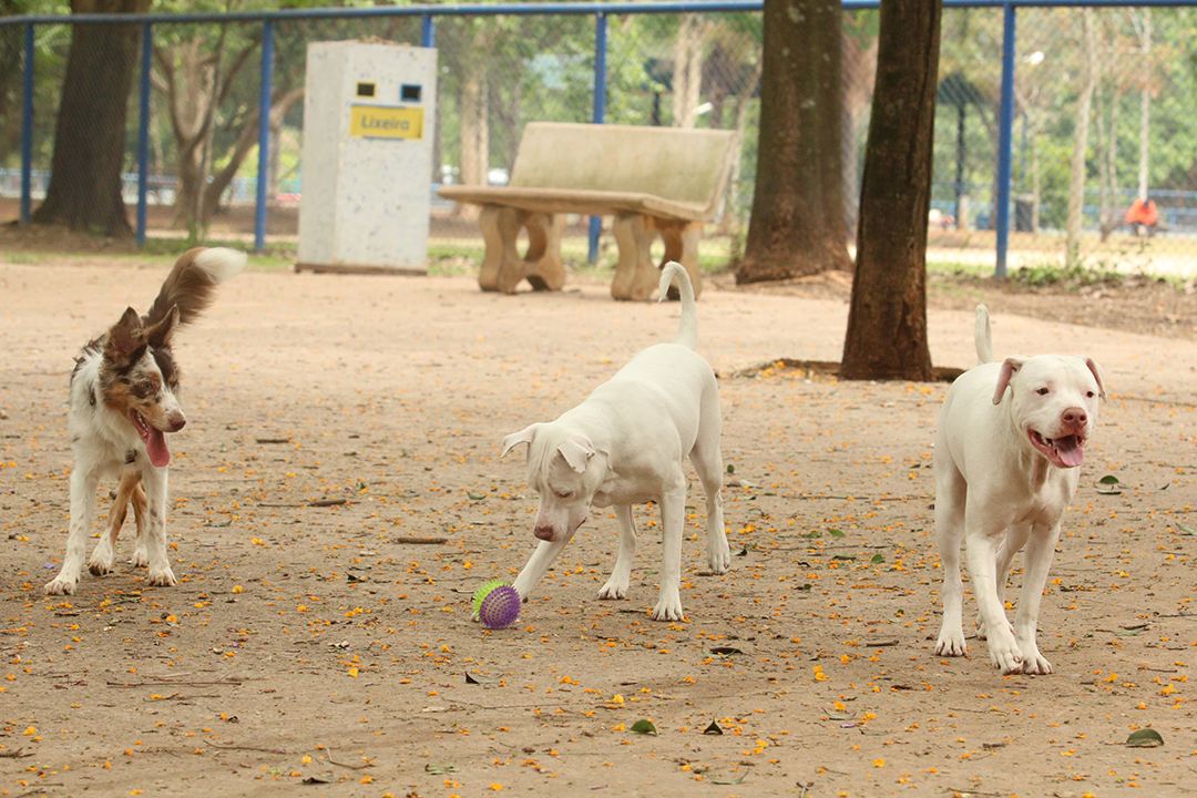 Foto: Arquivo/Rovena Rosa/Agência Brasil Alerj aprova criação de cemitério e crematório gratuitos para animais no RJ